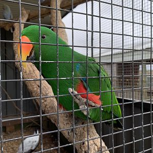 Eclectus Parrot