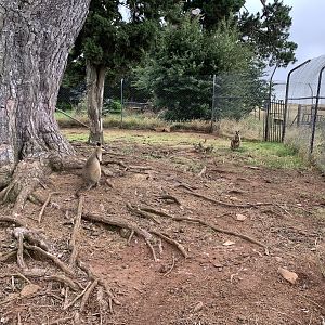 Swamp Wallaby Exhibit