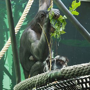 Bonobo (Pan paniscus) eating hazel leaves, 2022-07-03