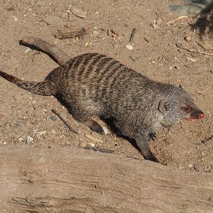Banded mongoose (Mungos mungo), 2022-07-03