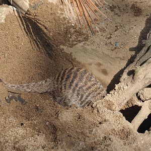Digging Banded mongoose (Mungos mungo), 2022-07-03