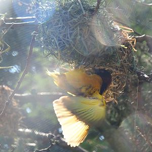 Village weaver (Ploceus cucullatus), 2022-07-03