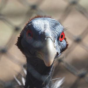 Vulturine guineafowl (Acryllium vulturinum), 2022-07-03
