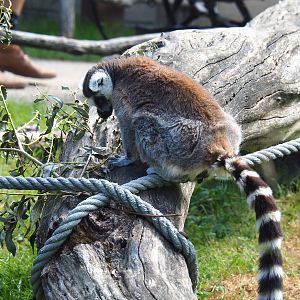 Ring-tailed lemur (Lemur catta), 2022-07-03