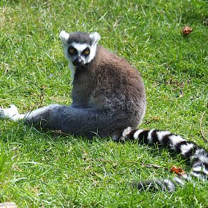 Ring-tailed lemur (Lemur catta), 2022-07-03