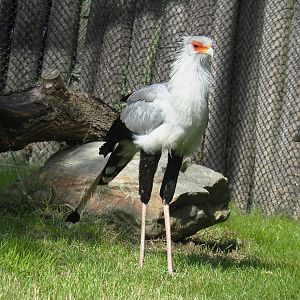 Secretary bird (Sagittarius serpentarius), 2022-07-03