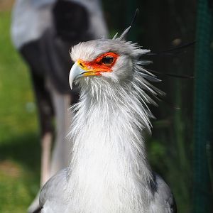Secretary bird (Sagittarius serpentarius), 2022-07-03
