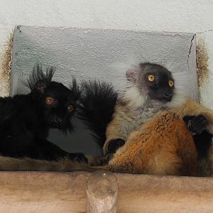 Black lemurs (Eulemur macaco), 2022-07-03
