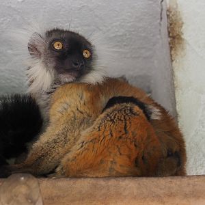 Black lemur (Eulemur macaco), 2022-07-03