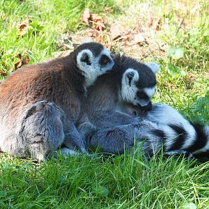 Ring-tailed lemurs (Lemur catta), 2022-07-03