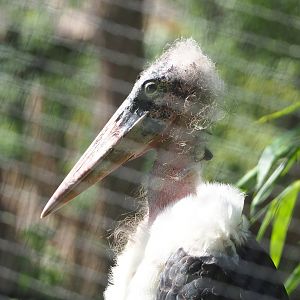 Marabou (Leptoptilos crumenifer), 2022-07-03