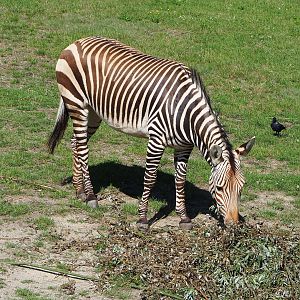 Hartmann's mountain zebra (Equus zebra hartmannae), 2022-07-03