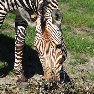 Hartmann's mountain zebra (Equus zebra hartmannae), 2022-07-03