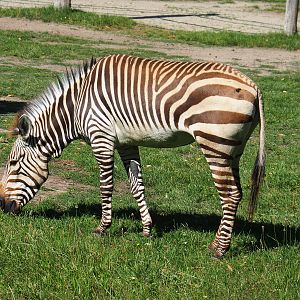 Hartmann's mountain zebra (Equus zebra hartmannae), 2022-07-03