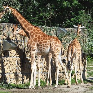 Feeding Kordofan giraffes (Giraffa camelopardalis antiquorum), 2022-07-03