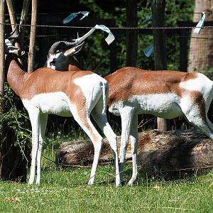 Mhorr gazelles (Nanger dama mhorr), 2022-07-03