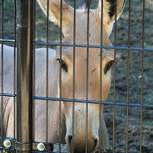 Somali wild ass (Equus africanus somaliensis), 2022-07-03