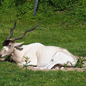 Addax (Addax nasomaculatus), 2022-07-03