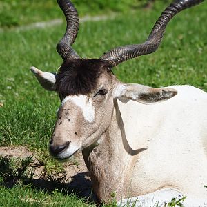Addax (Addax nasomaculatus), 2022-07-03