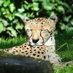 Sudan cheetah (Acinonyx jubatus soemmeringii), 2022-07-03