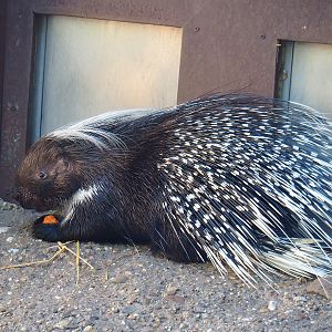 Cape porcupine (Hystrix africaeaustralis), 2022-07-03