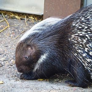 Cape porcupine (Hystrix africaeaustralis), 2022-07-03