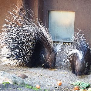 Cape porcupines (Hystrix africaeaustralis), 2022-07-03