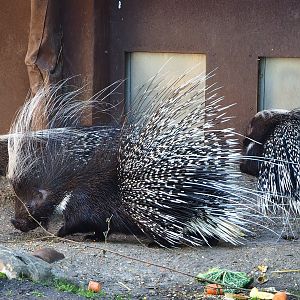 Cape porcupines (Hystrix africaeaustralis), 2022-07-03