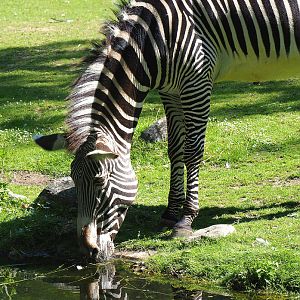 Grevy's zebra (Equus grevyi), 2022-07-03