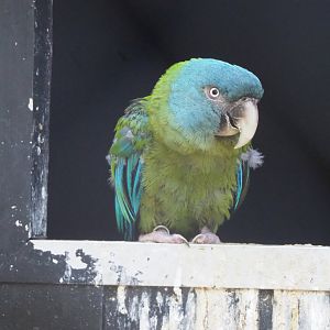 Blue-headed macaw (Primolius couloni), 2022-07-03