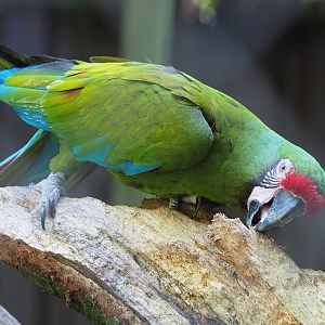 Mexican military macaw (Ara militaris mexicana), 2022-07-03
