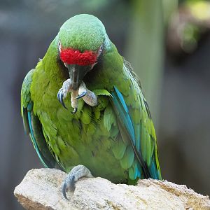 Mexican military macaw (Ara militaris mexicana), 2022-07-03