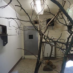 Indoor housing for white-faced sakis, 2022-07-03