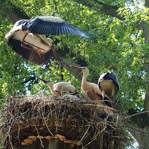 Juvenile European white storks (Ciconia ciconia) on nest, 2022-07-03