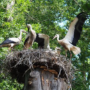 Juvenile European white storks (Ciconia ciconia) on nest, 2022-07-03