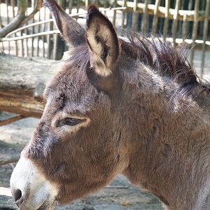 Mediterranean miniature donkey (Equus africanus asinus), 2022-07-03