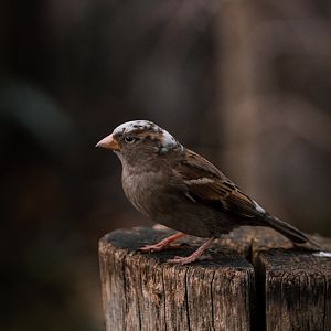 Piebald Sparrow