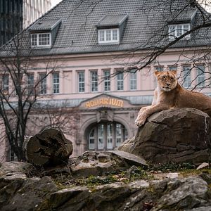 Lion in front of  the Aquarium