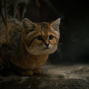 Sand Cat