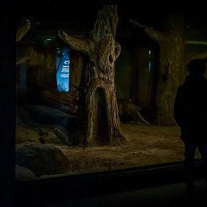 Aardvark, South African Springhare, Galago