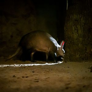 Aardvark waiting  for keeper