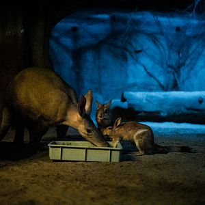 Aardvark, South African Springhare