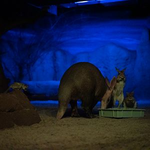 Aardvark, South African Springhare, Galago