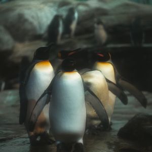 King Penguins