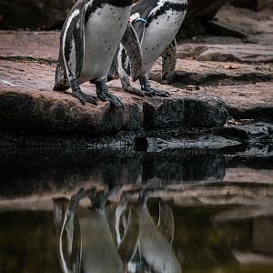 Humboldt Penguin