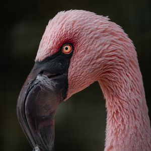 Lesser Flamingo