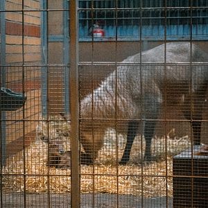 Defassa Waterbuck with newborn