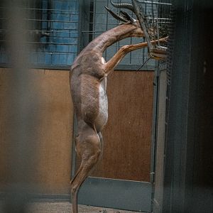 Gerenuk feeding