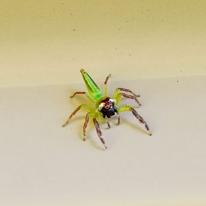 Green Jumping Spider