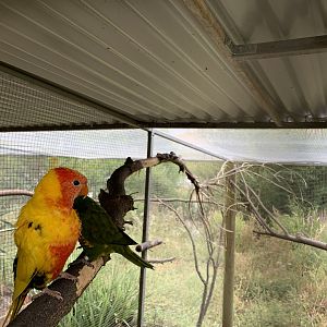 Rainbow Lorikeet Morph